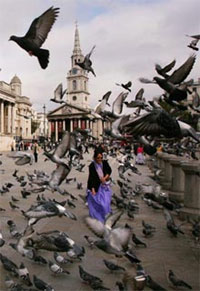 Міські голуби не поширюють пташиний грип  