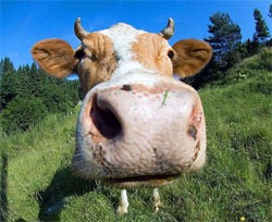 Корови, на думку фахівців ООН, - найбільший забруднювач земної атмосфери