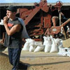Ручне керування експортом зерна шкодить авторитетові України