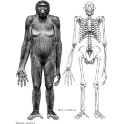 Арді дозволяє стверджувати, що горили і шимпанзе є родичами, а не предками людини