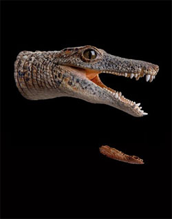 Крокодил Araripesuchus rattoides, или RatCroc 