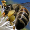 У бджіл виявили здатність впізнавати людей в обличчя