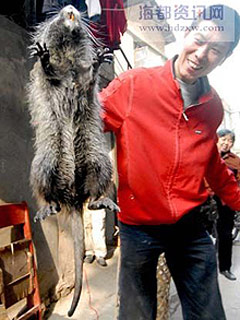 У Китаї упіймали гігантського щура вагою три кілограми