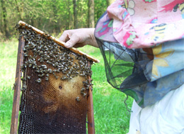 Мед вбиває до 91% бактерій, що викликають нежить