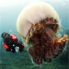 Нашестя гігантських медуз поблизу берегів Японії