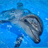 Санепідемстанція підтвердила порушення у роботі київського дельфінарію