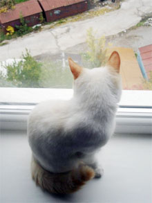 За відсутності господарів кішки найчастіше ... дивляться у вікно