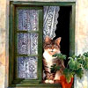За відсутності господарів кішки найчастіше ... дивляться у вікно