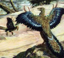 Археоптерикс виявився нічним птахом