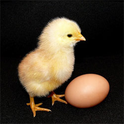 Курка чи яйце? Вчені довели, хто був першим