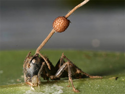 Вчені виявили гриб-паразит, який зомбує мурашок