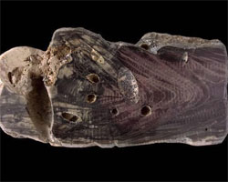Знайдено водорість віком 150 млн років, яка зберегла свій колір