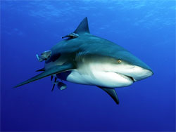 Через зміну клімату небезпечні для людини акули можуть з’явитися у Криму