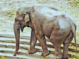Слона Боя не труїли - його просто не годували