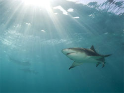 Науковці розгадали таємницю акул-людожерів?