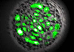 Фізикам вдалося перетворити живу клітину на лазер
