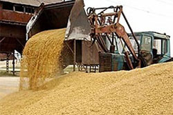 Українським аграріям полегшало: гарант підписав закон про скасування мита на зернові