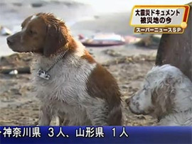 Хатіко-II: японський пес демонструє безкінечну вірність, рятуючи і оберігаючи свого пораненого товариша