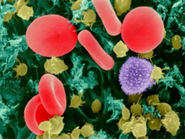 Тромбоцити в крові (виділені жовтим кольором). Фото взято з сайту medportal.ru