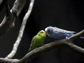 Папуги дають своїм пташенятам імена, які використовують усе життя