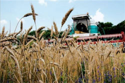 Південні регіони України майже втратили врожай зернових