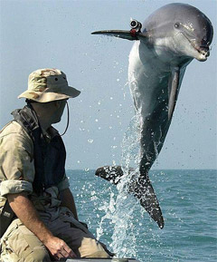 Дельфіни можуть вести розвідку - відслідковувати ворожі об’єкти і фіксувати їх на камери