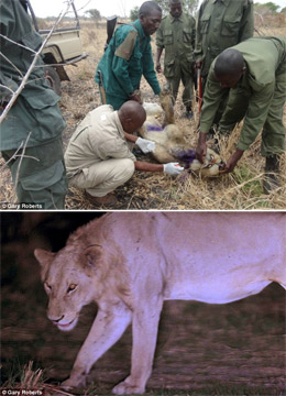 Доглядачі змогли вистежити лева і звільнити його від кайданів