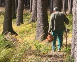 Хроніки «покращення». Кримські депутати ввели податок на прогулянки лісом, а також збір грибів та ягід
