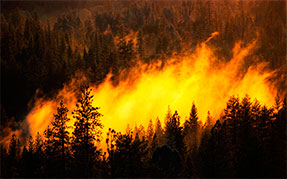 У Сибіру більше місяця не можуть здолати лісову пожежу