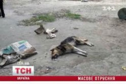 У Києві знайшли отруйників собак: це цілий кримінальний бізнес