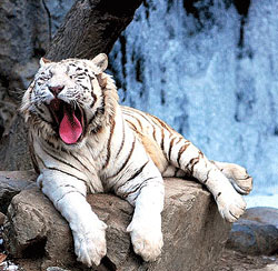 2010 рік - рік Білого (Срібного, Металевого) Тигра. За східним календарем Тигр вступить в свої права 10 лютого.