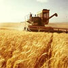 Чи виграють українські сільгоспвиробники від угоди про асоціацію з ЄС?