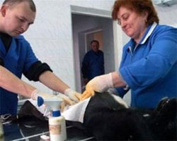 Ветеринари майже перемогли: завтра уряд тичасово дозволить кетамін Ветеринари майже перемогли: завтра уряд тичасово дозволить кетамін