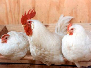 Істерія. У Кремлі погрожують перекрити український експорт продукції тваринництва Істерія. У Кремлі погрожують перекрити український експорт продукції тваринництва