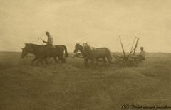 Жнива на Рівненщині. Польське фото, 1922 рік