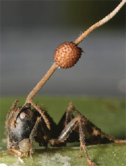 Гриб Ophiocordyceps, що проростає з голови зомбованого мурахи-деревоточця Camponotus Гриб Ophiocordyceps, що проростає з голови зомбованого мурахи-деревоточця Camponotus
